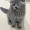 Gucci Scottish fold blue male 2 month old