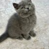 Martin British shorthair Blue male 2 months old