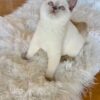 Mary British shorthair white point female 3 months old