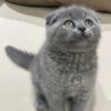 Gucci Scottish fold blue male 2 month old