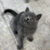 Martin British shorthair Blue male 2 months old