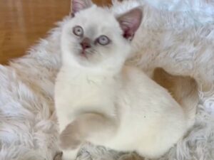 Mary British shorthair white point female 3 months old