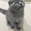 Gucci Scottish fold blue male 2 month old