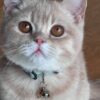 Fendi British shorthair gold Lilac male 4 months old