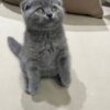 Gucci Scottish fold blue male 2 month old