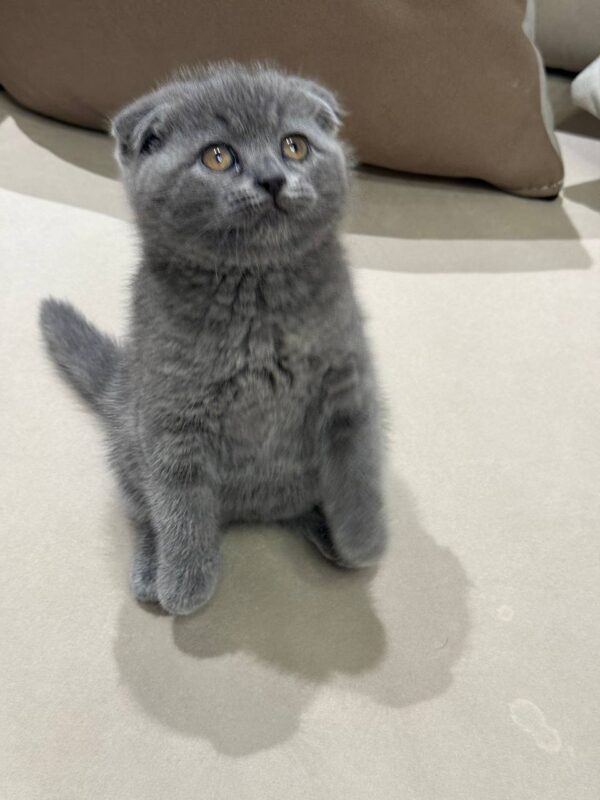 Gucci Scottish fold blue male 2 month old