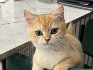 Aldo British shorthair gold male 3 months old