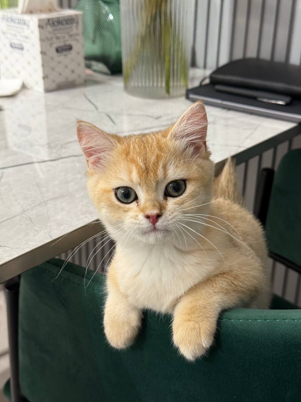 Aldo British shorthair gold male 3 months old