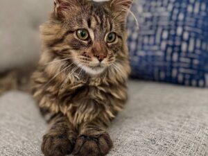 Feather- Maine Coon Black Tabby Male 4 Months Old