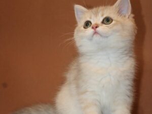 Bertram - British Shorthair Blue Gold Male 2.5 Months Old