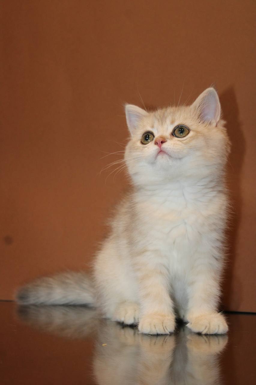 Bertram - British Shorthair Blue Gold Male 2.5 Months Old