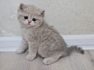 Claire British shorthair Blue Gold Female 2 Months Old