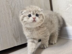 Cloud Scottish Fold Blue Gold Female 2 Months Old