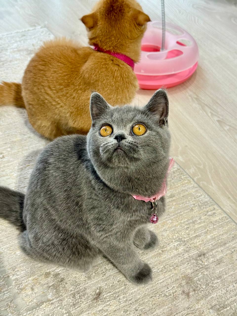Scottish Fold Blue Male 3 Month Old - (Microchipped, Dewormed, Twice Vaccinated, Neutered, and Potty trained)