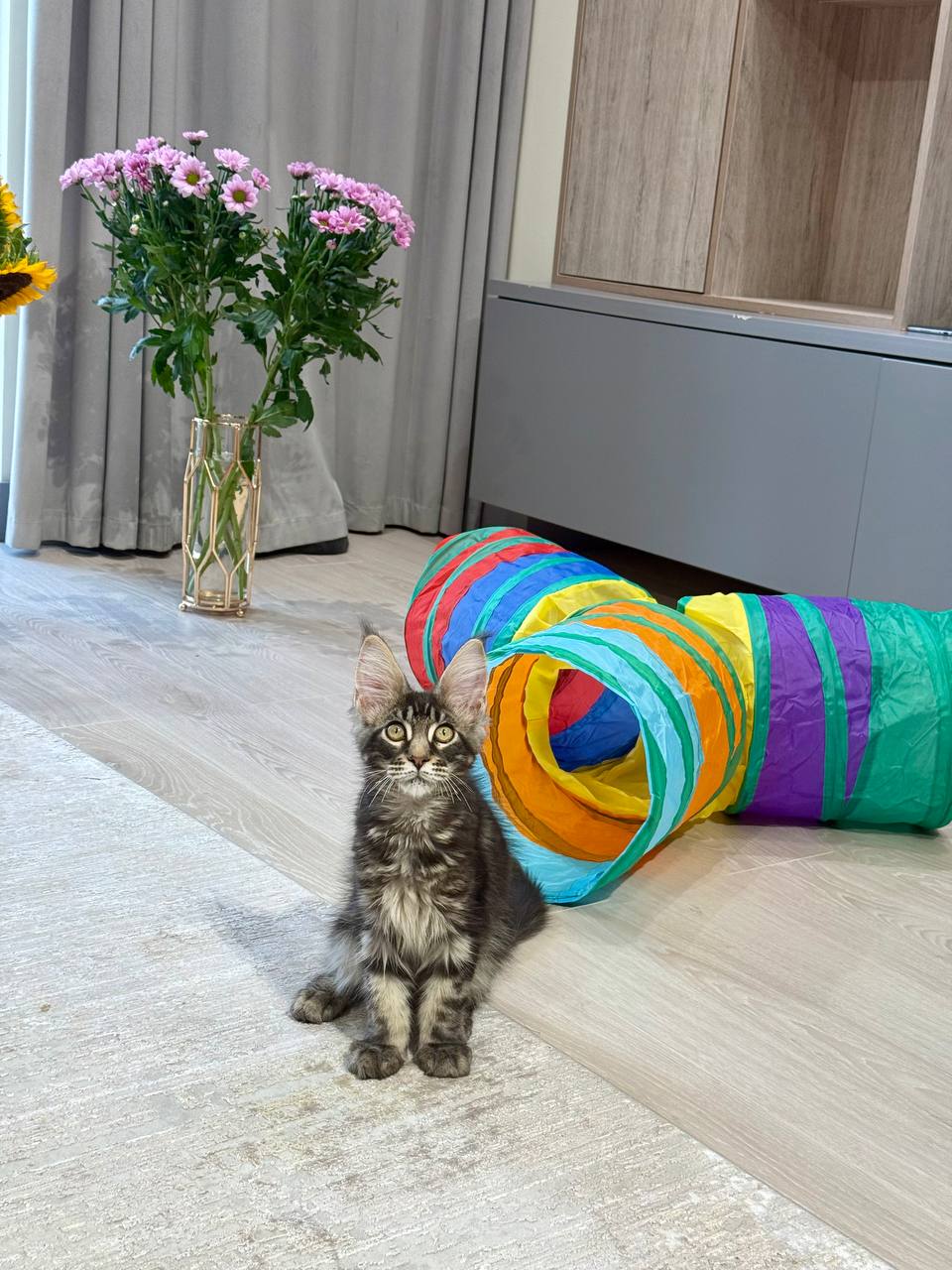 Maine Coon Black Tabby Male 2.5 Months Old