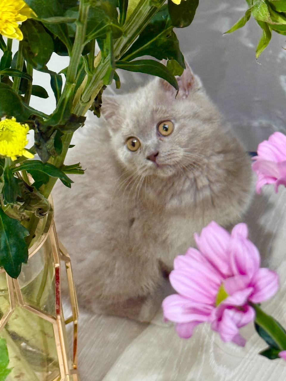 British Shorthair Blue Lilac Female 2.5 Months Old