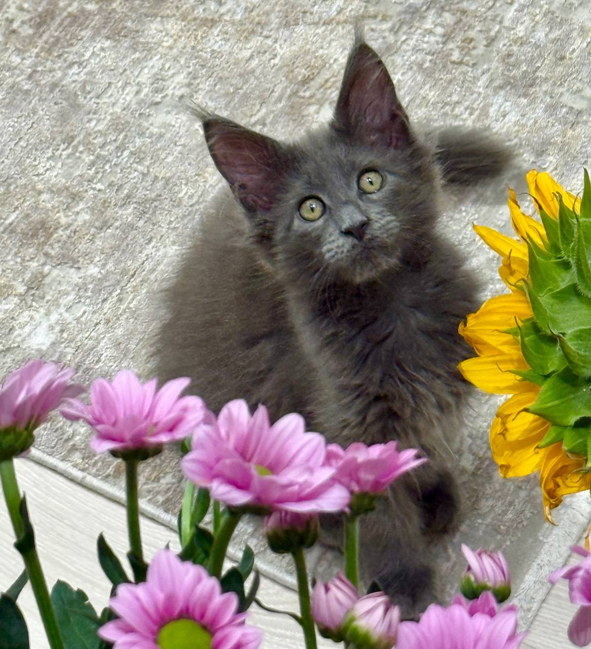 Maine Coon Blue Solid Female 2.5 Months Old