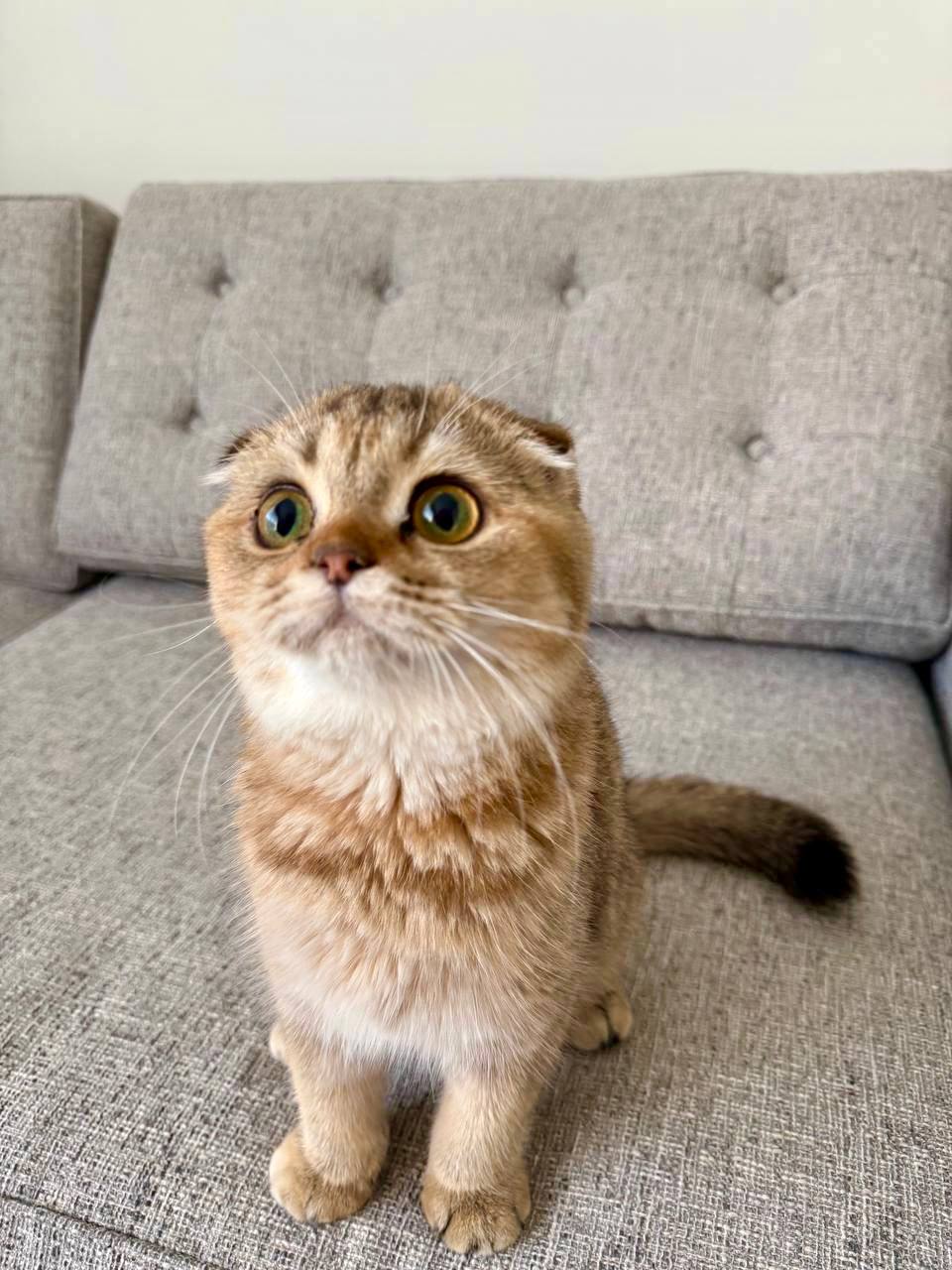 gold scottish fold