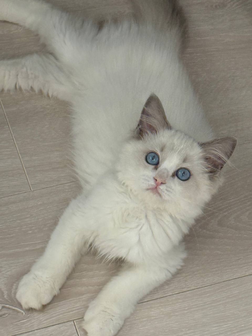Ragdoll Seal Bi-color Female 2.5 Months Old - Microchipped, Dewormed, Twice Vaccinated, and Potty Trained