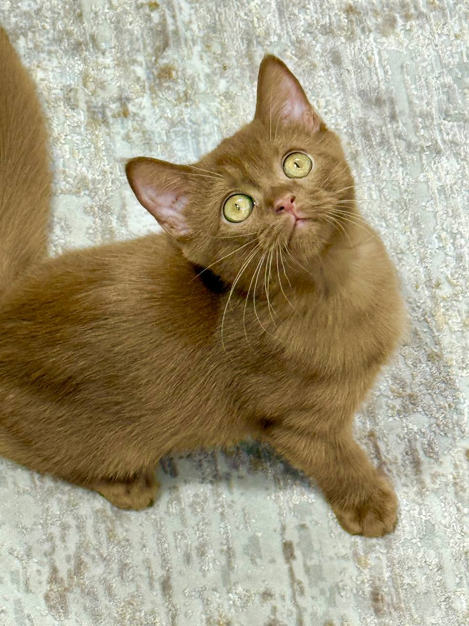 British Shorthair Cinnamon Female 2.5 Months Old - Microchipped, Dewormed, Twice Vaccinated, and Potty Trained