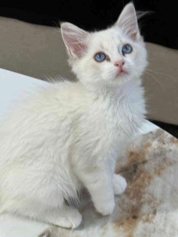 Ragdoll Female Blue Point Bi-color 2.5 Months Old -Microchipped ...