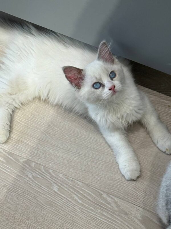 Ragdoll Male Blue Point Bi-color 2.5 Months Old -Microchipped, Dewormed ...