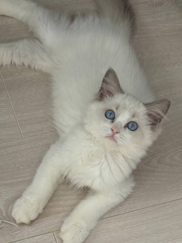 Ragdoll Female Blue Point Bi-color 2.5 Months Old -Microchipped ...