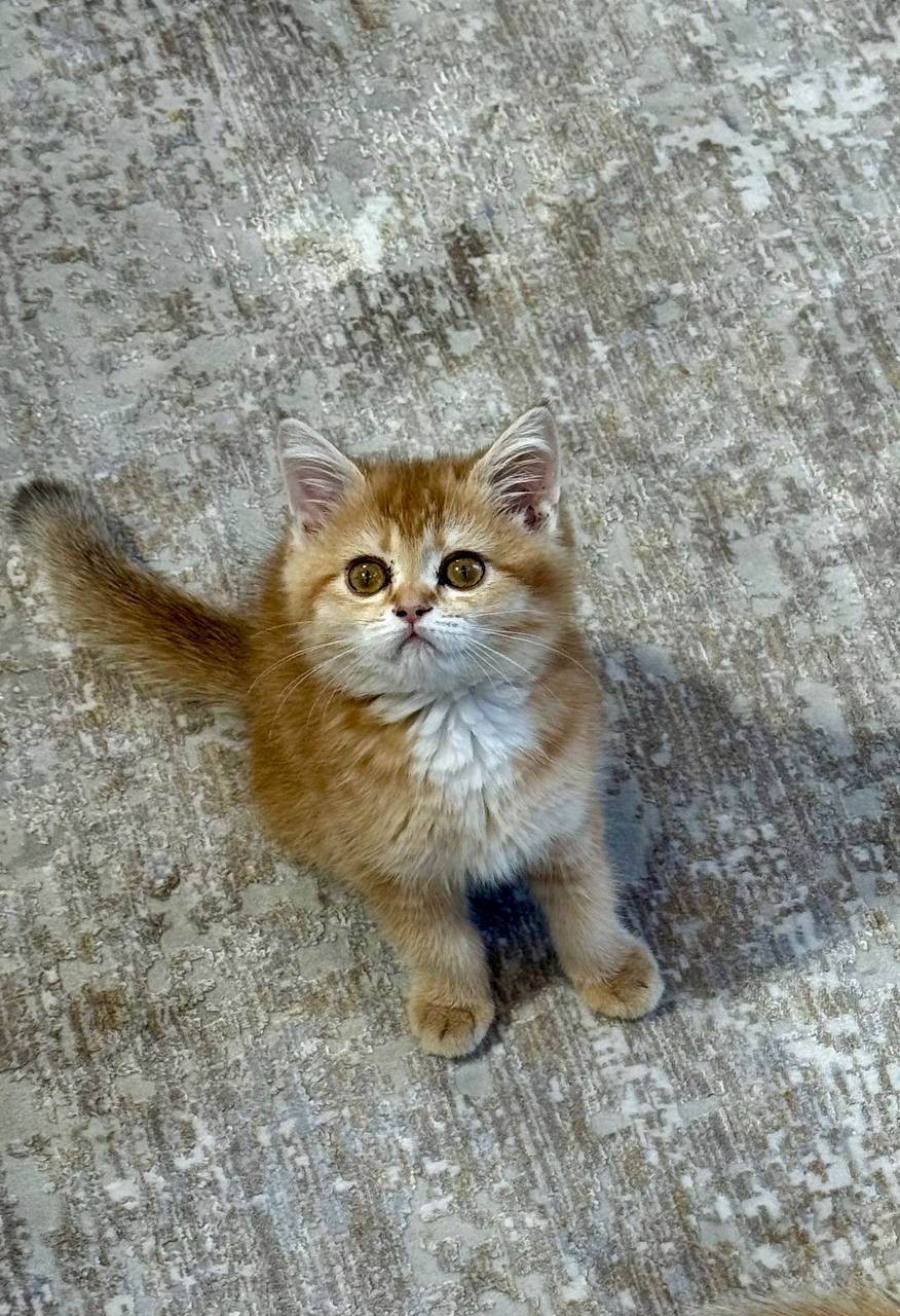 British Shorthair Gold Female 2.5 Months Old -Microchipped, Dewormed, Twice Vaccinated, and Potty Trained