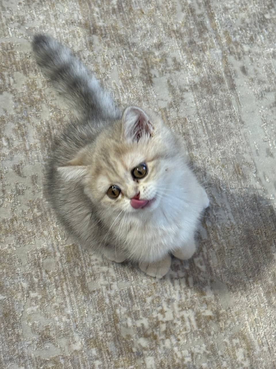 British Shorthair Blue Gold Female 2.5 Months Old - Microchipped, Dewormed, Twice Vaccinated, & Potty Trained