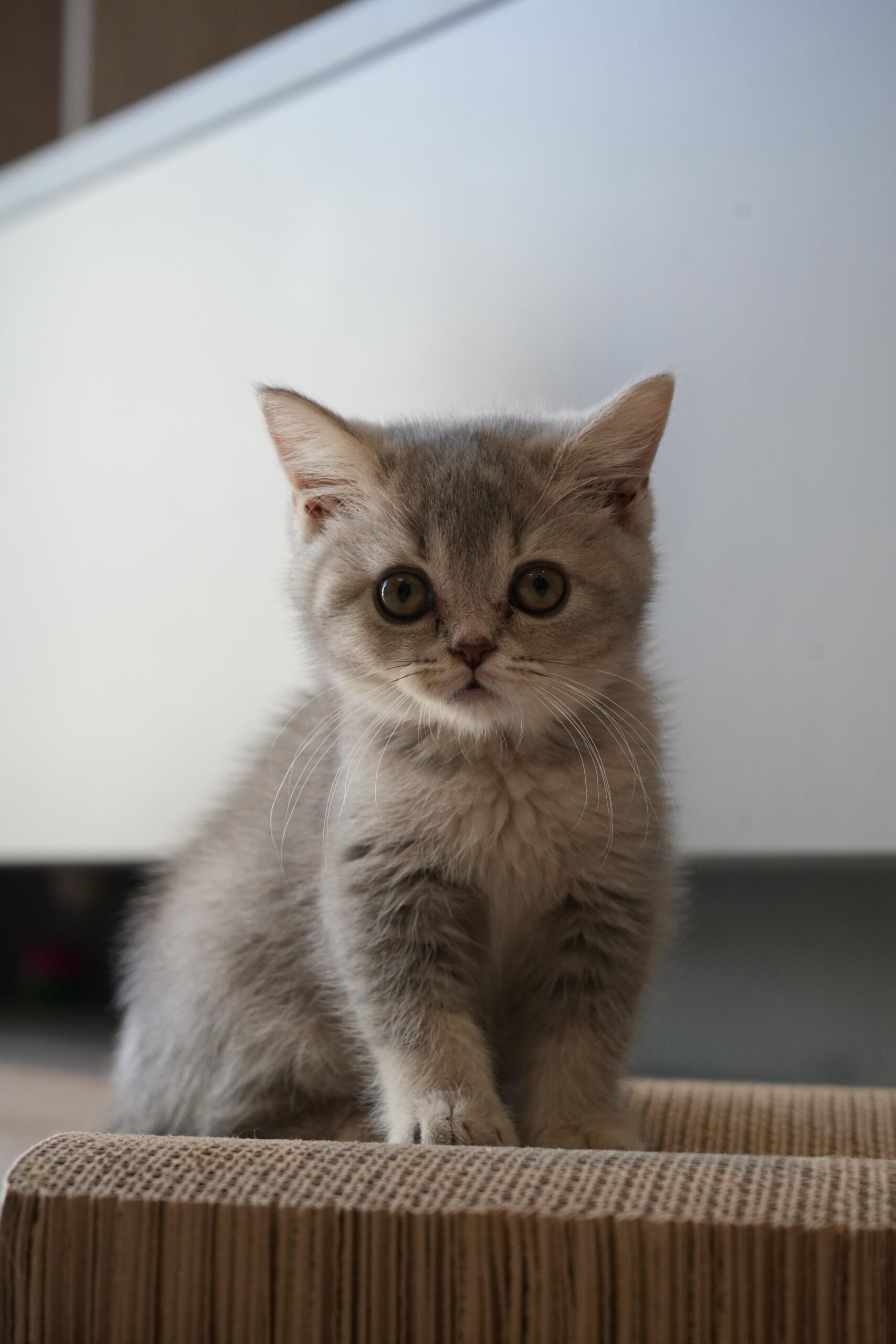 British shorthair