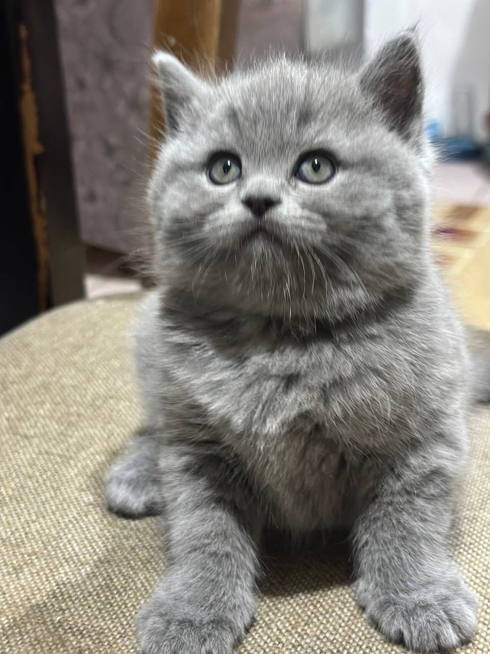 British shorthair
