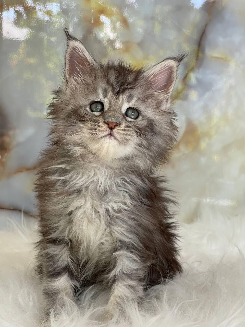maincoon female
