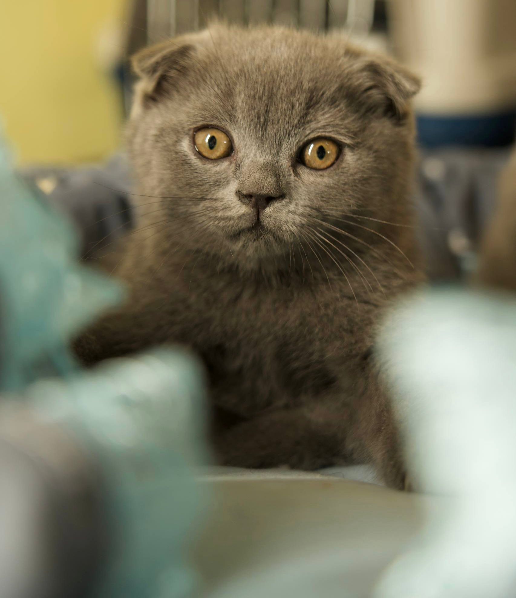 Scottish fold blue
