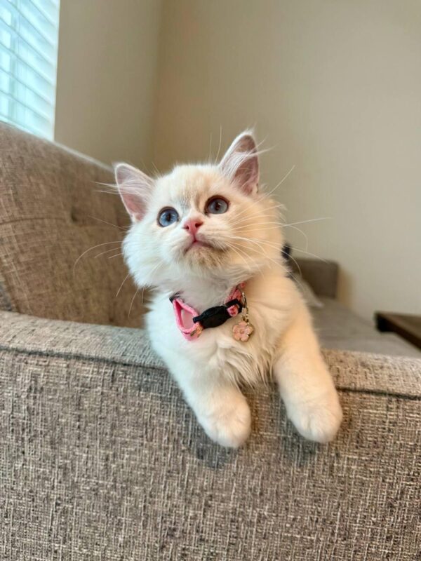 Ragdoll blue point bicolor female 2,5 month old available - Fancykittycat