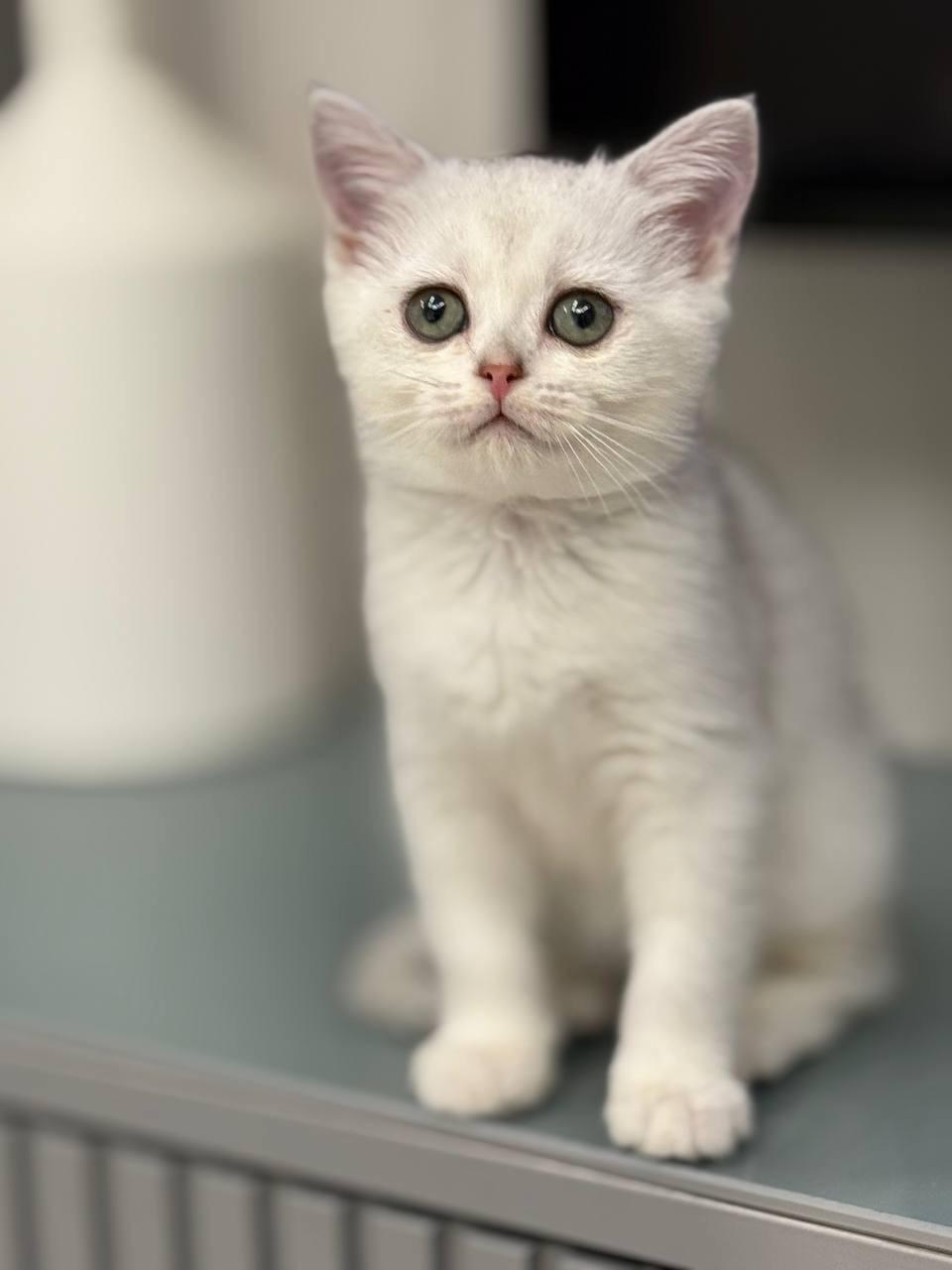 british shorthair female silver