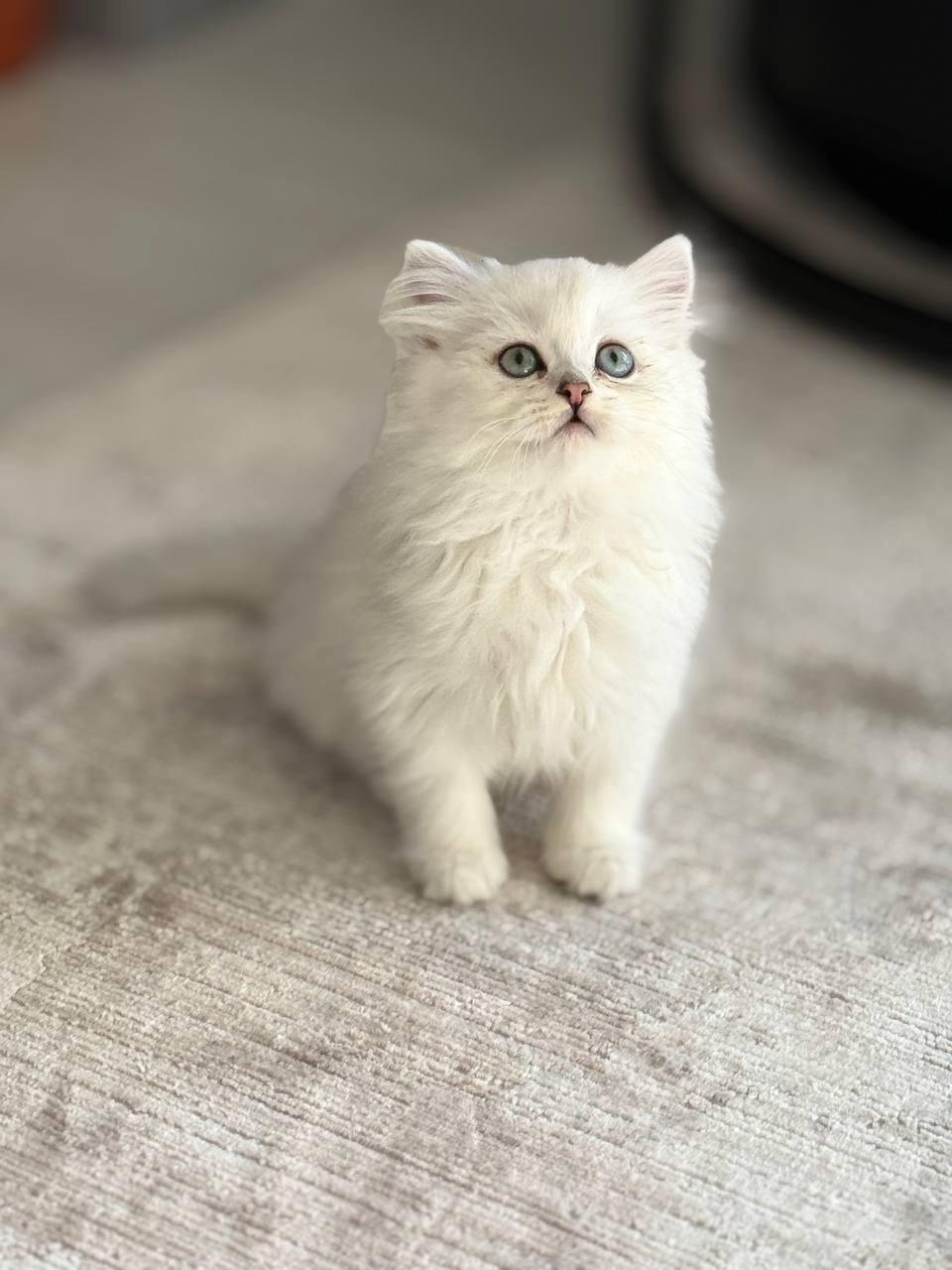 british longhair silver