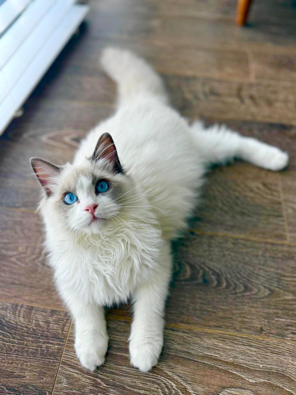 Ragdoll