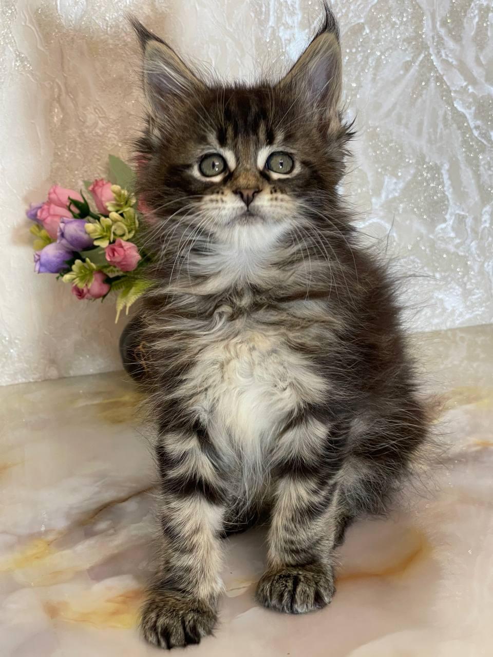 maincoon kitten