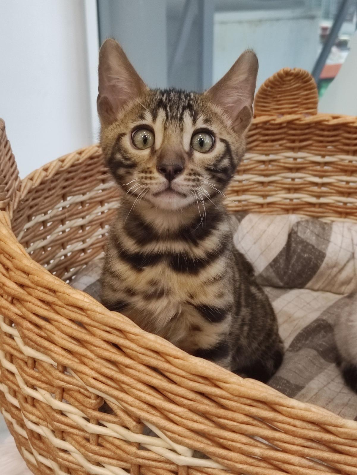 bengal kitten