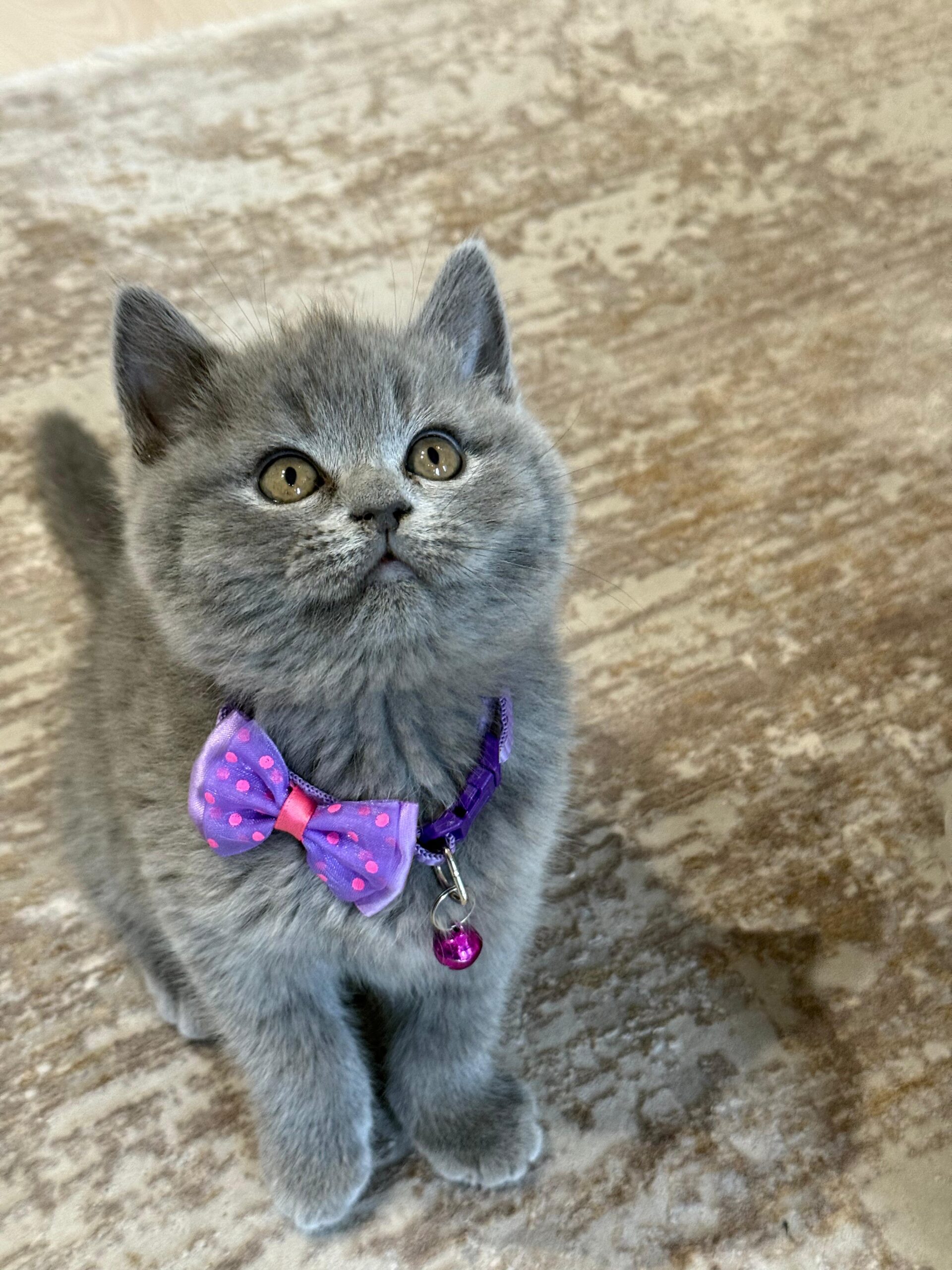 british shorthair female