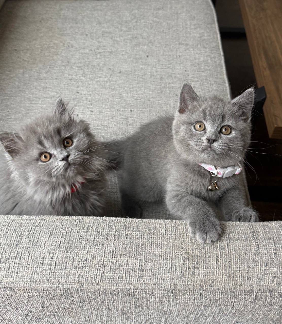 british longhair male