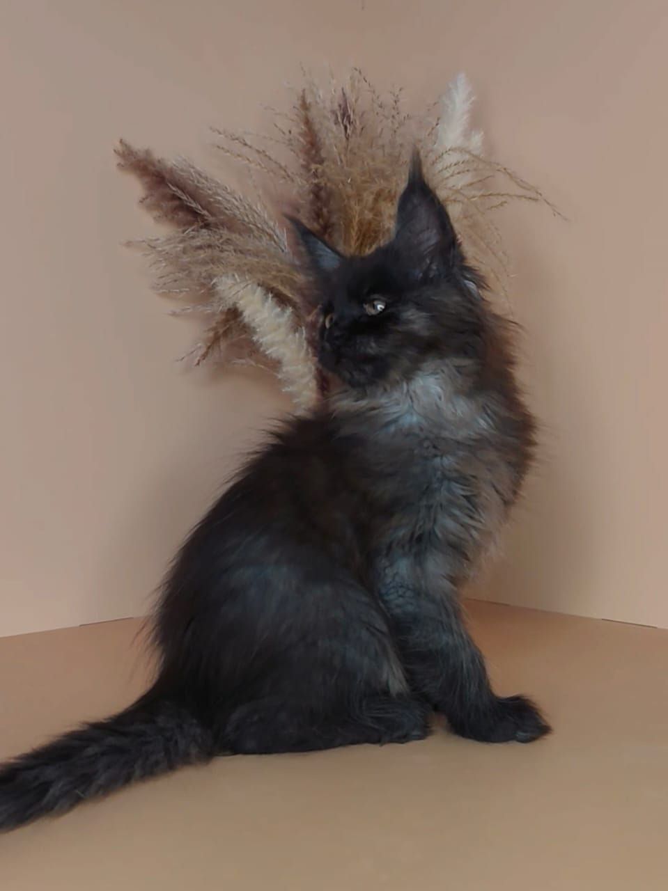 Rafael black solid male maincoon