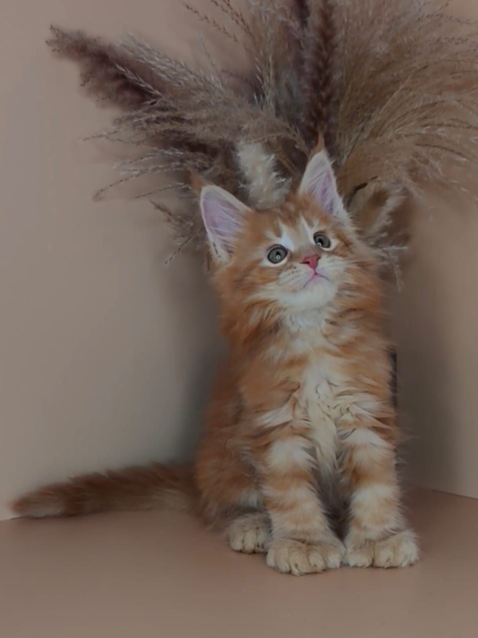 Prince orange male maincoon