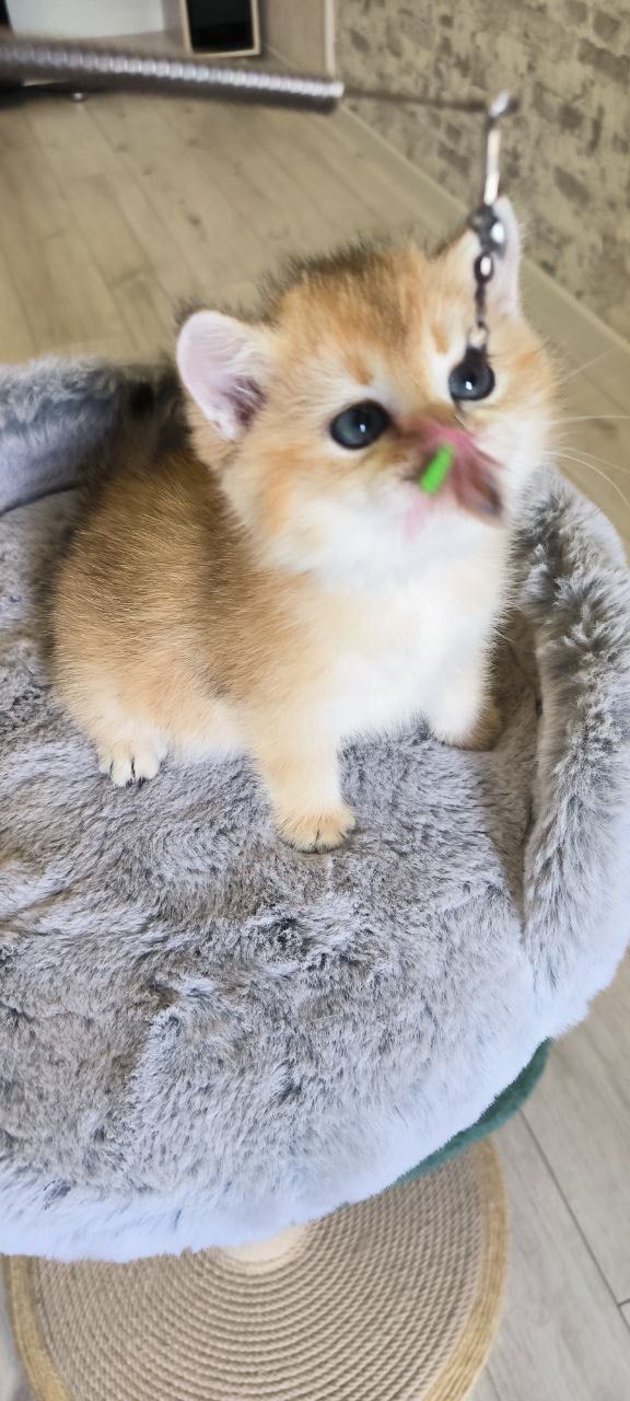 Dior british shorthair male