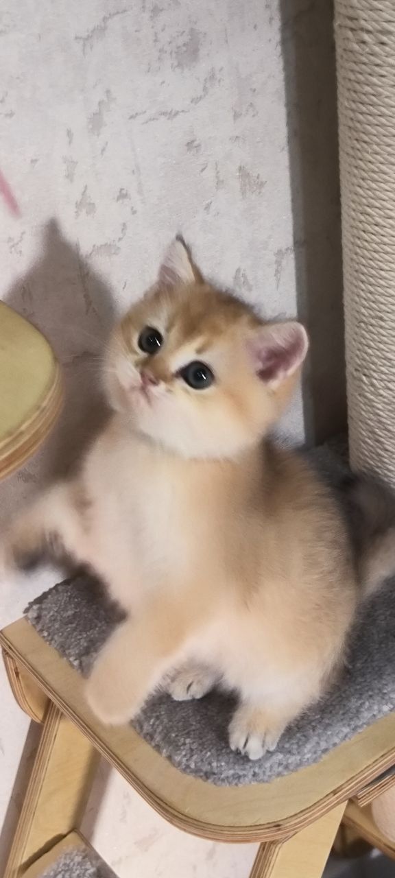 Tiffany british shorthair gold female