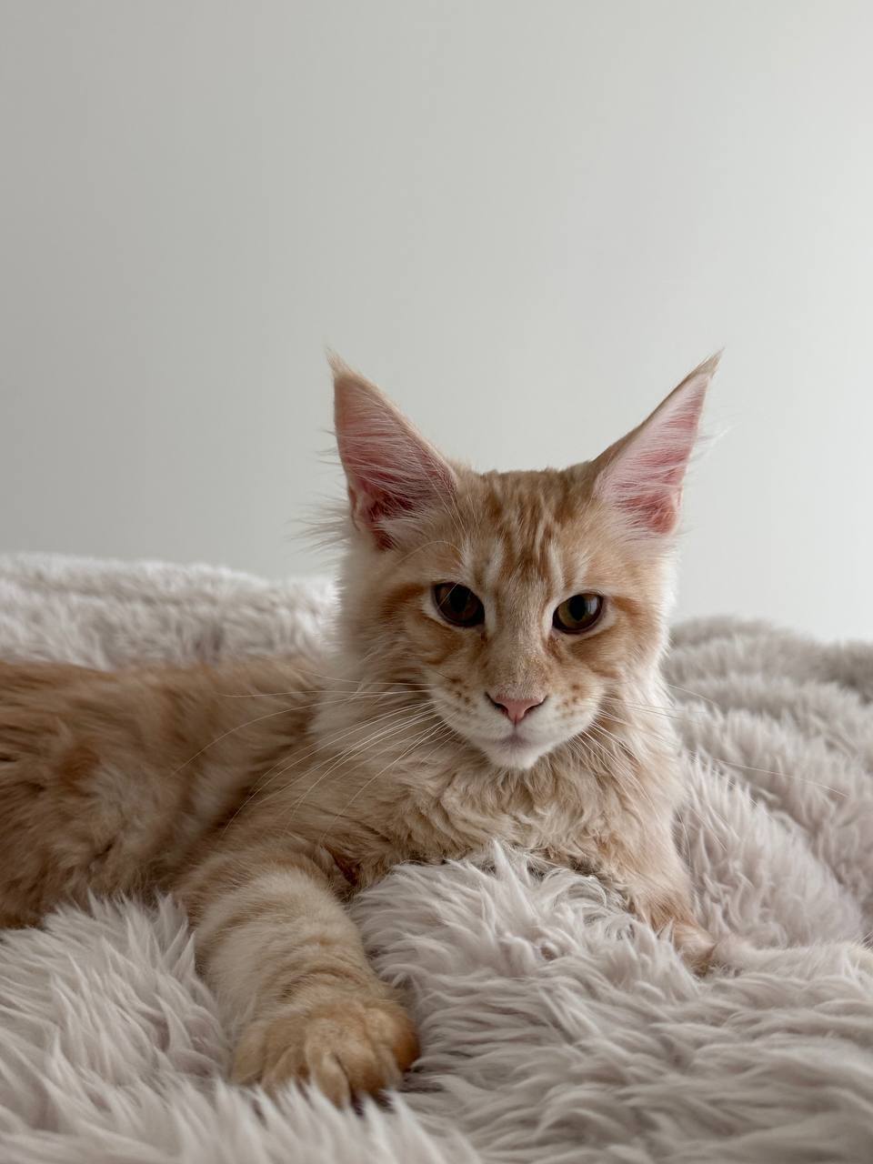 Max - Orange Male 3.5 Months Old Microchipped, Dewormed, Vaccinated, and Potty Trained
