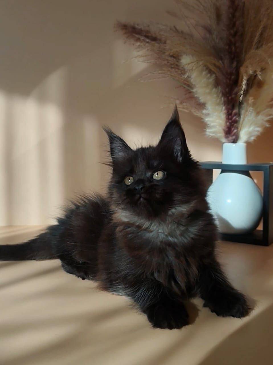 Luna - 2.5 Month Old Black Female Maine Coon - Microchipped, Dewormed, Vaccinated, Potty Trained
