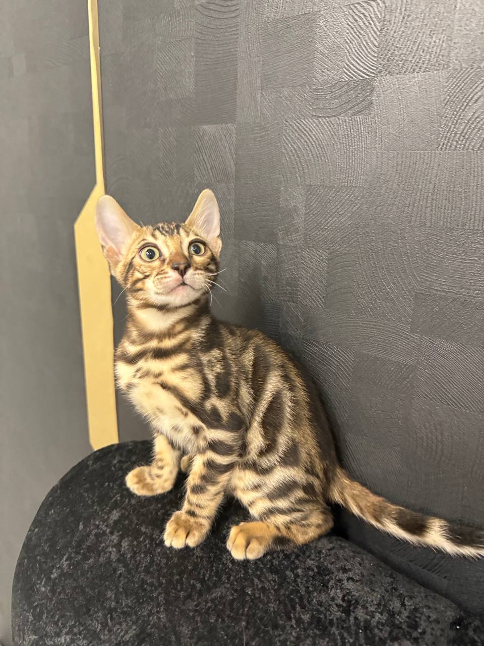 Bruno - Brown Bengal Male Microchipped, Dewormed, Vaccinated, Potty Trained 2 Months Old
