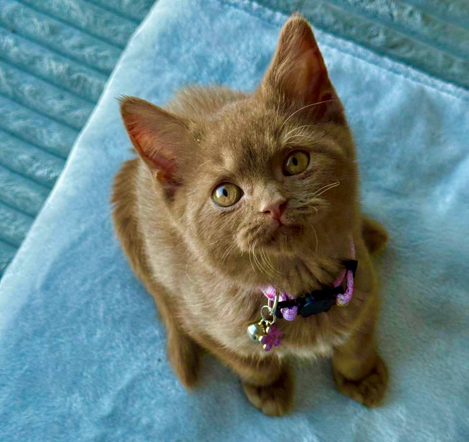 Oliver - British Shorthair Chocolate Male 2.5 Months Old, Microchipped, Dewormed, Twice Vaccinated, Potty Trained