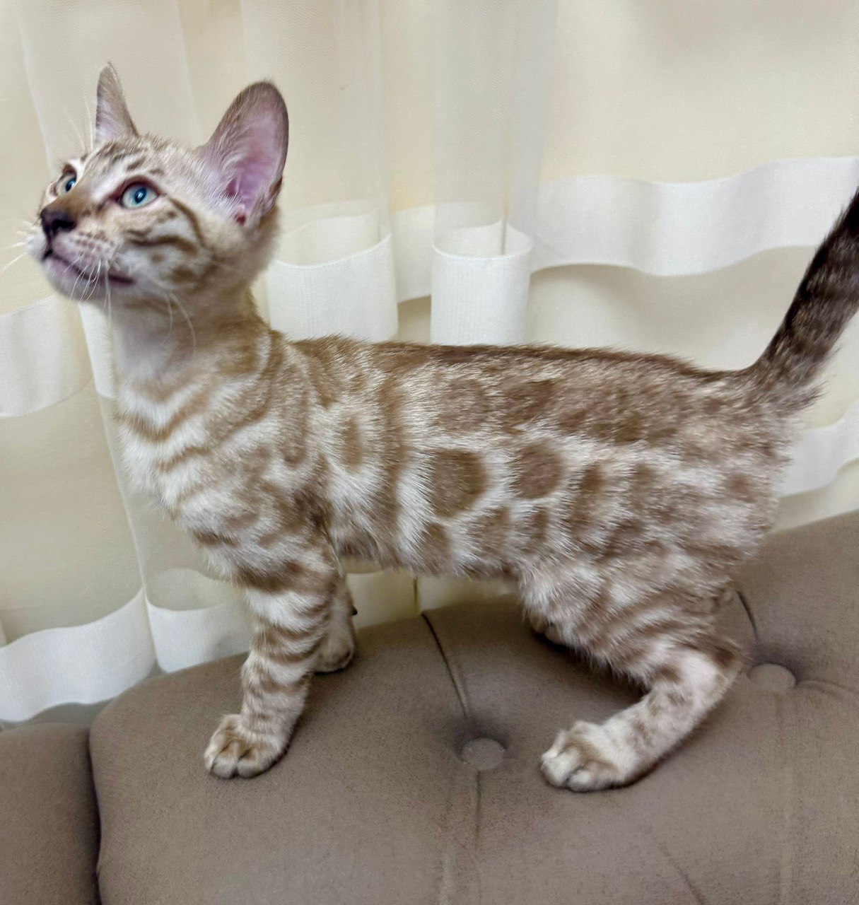 Lucky - Bengal Male Mink Color 2.5 Month Old Microchipped, Dewormed and Vaccinated